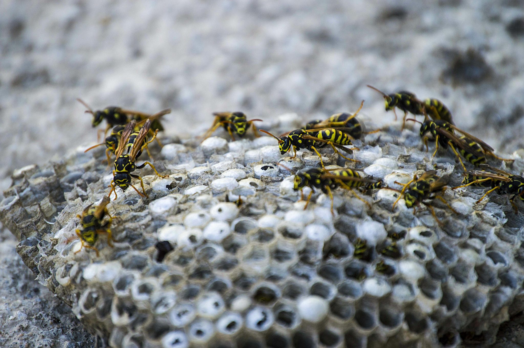 Wasp Nest Removal Surrey