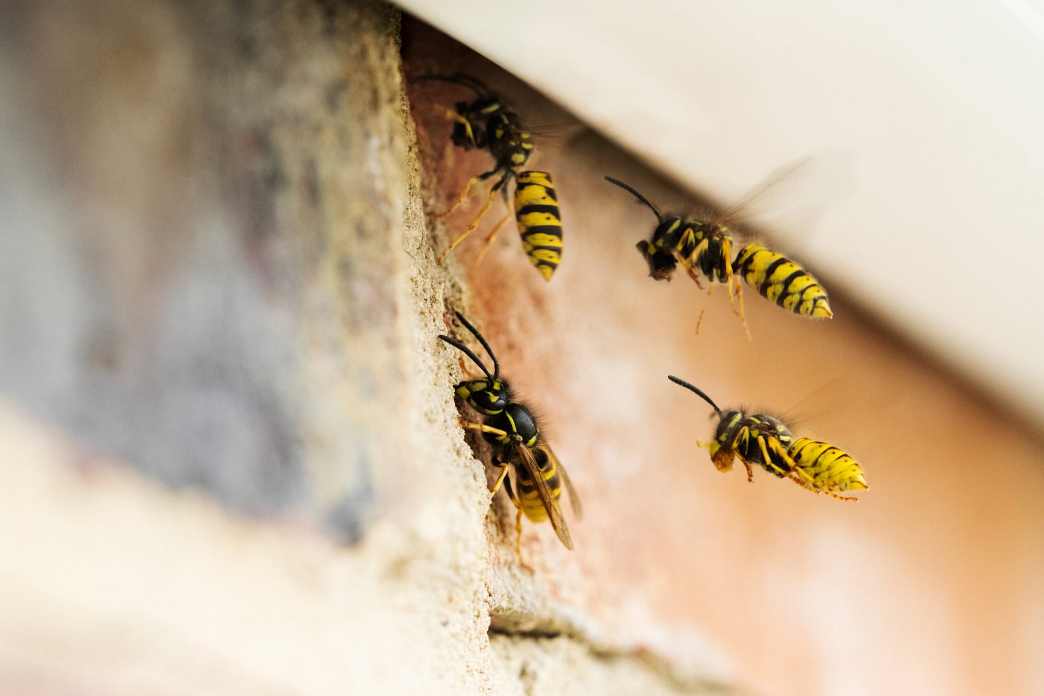 Same Day Pest Control Surrey
