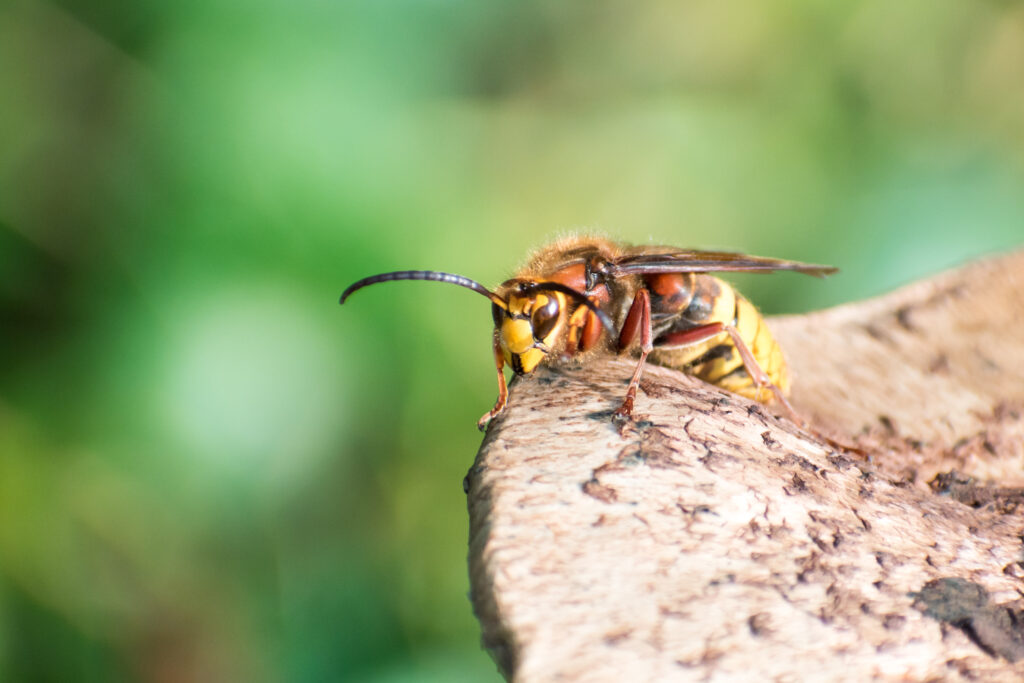 Hornet Nest Removal in Surrey