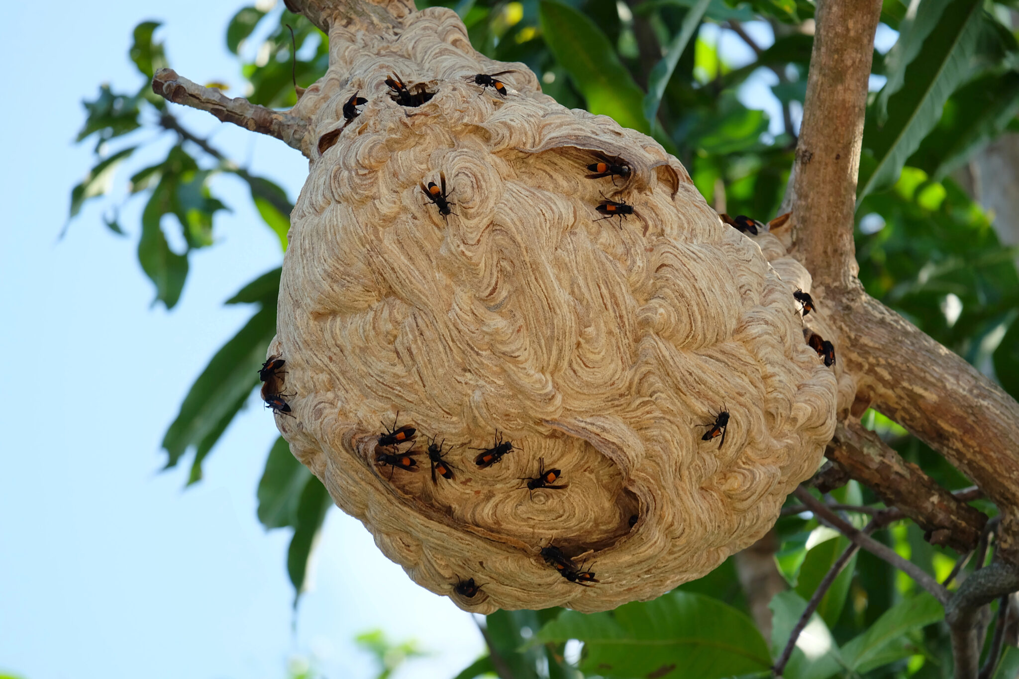 giant hornet in tree