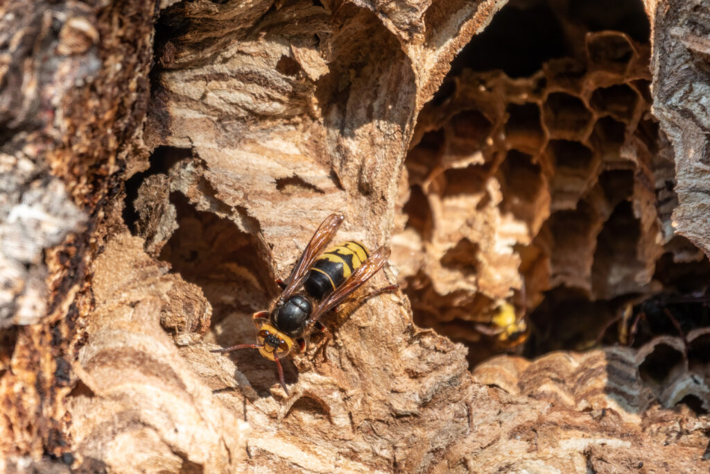 Same Day Pest Control in Surrey