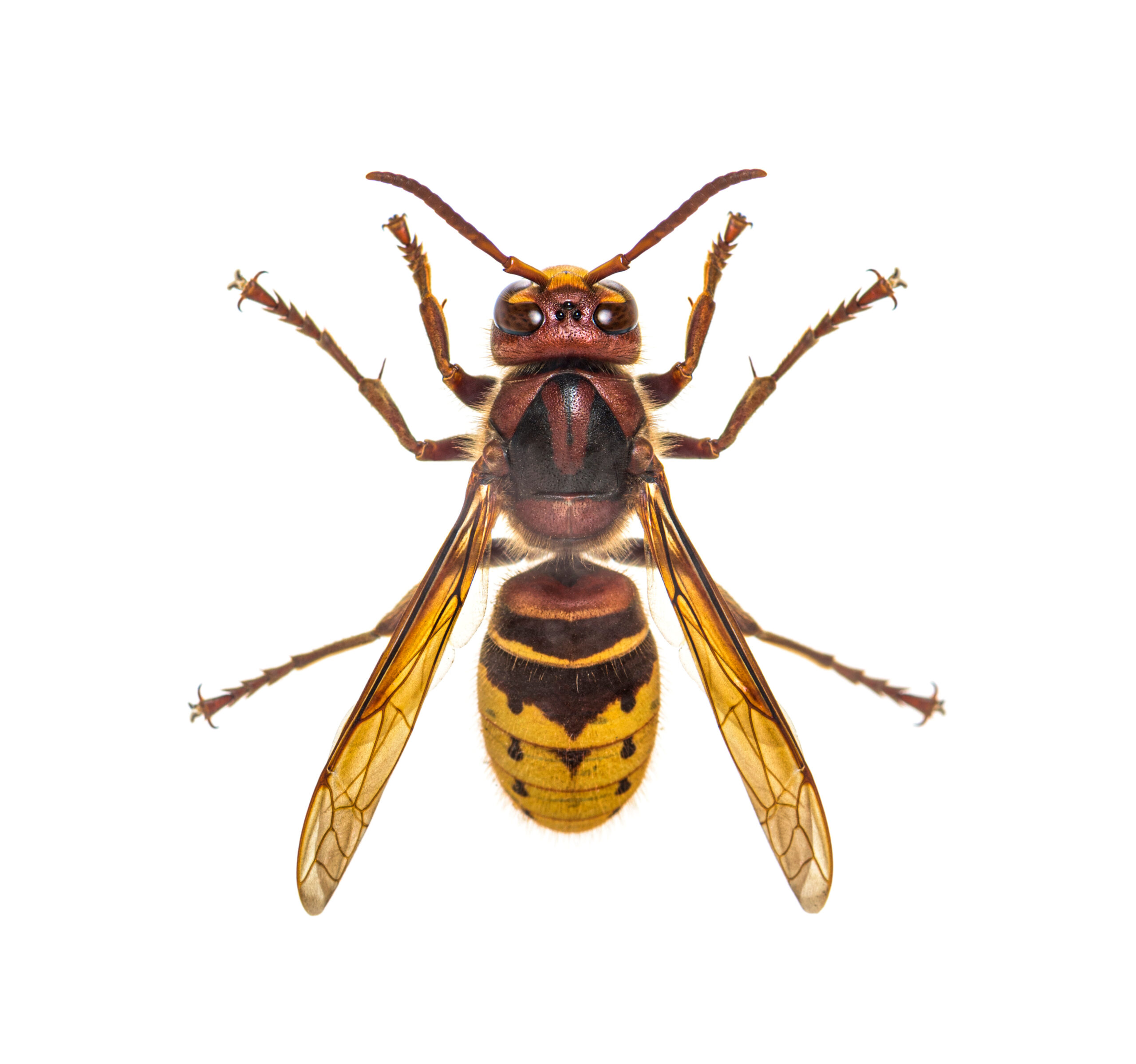 Wasps and Bees