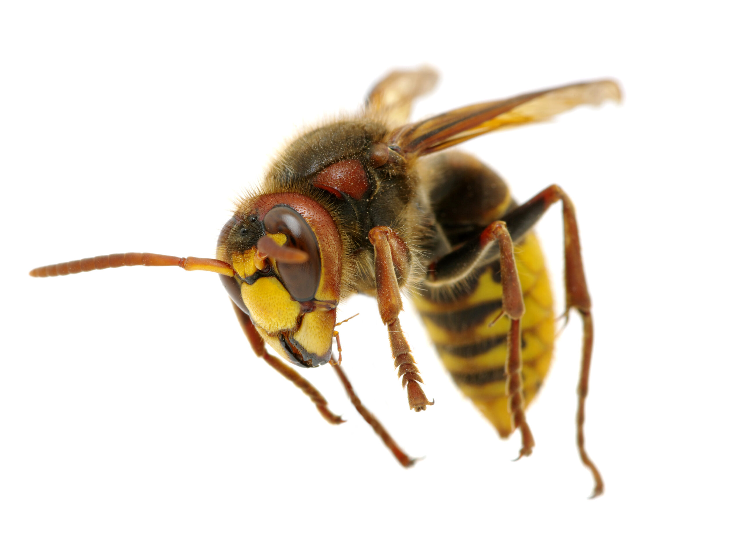 Hornet Control in Surrey