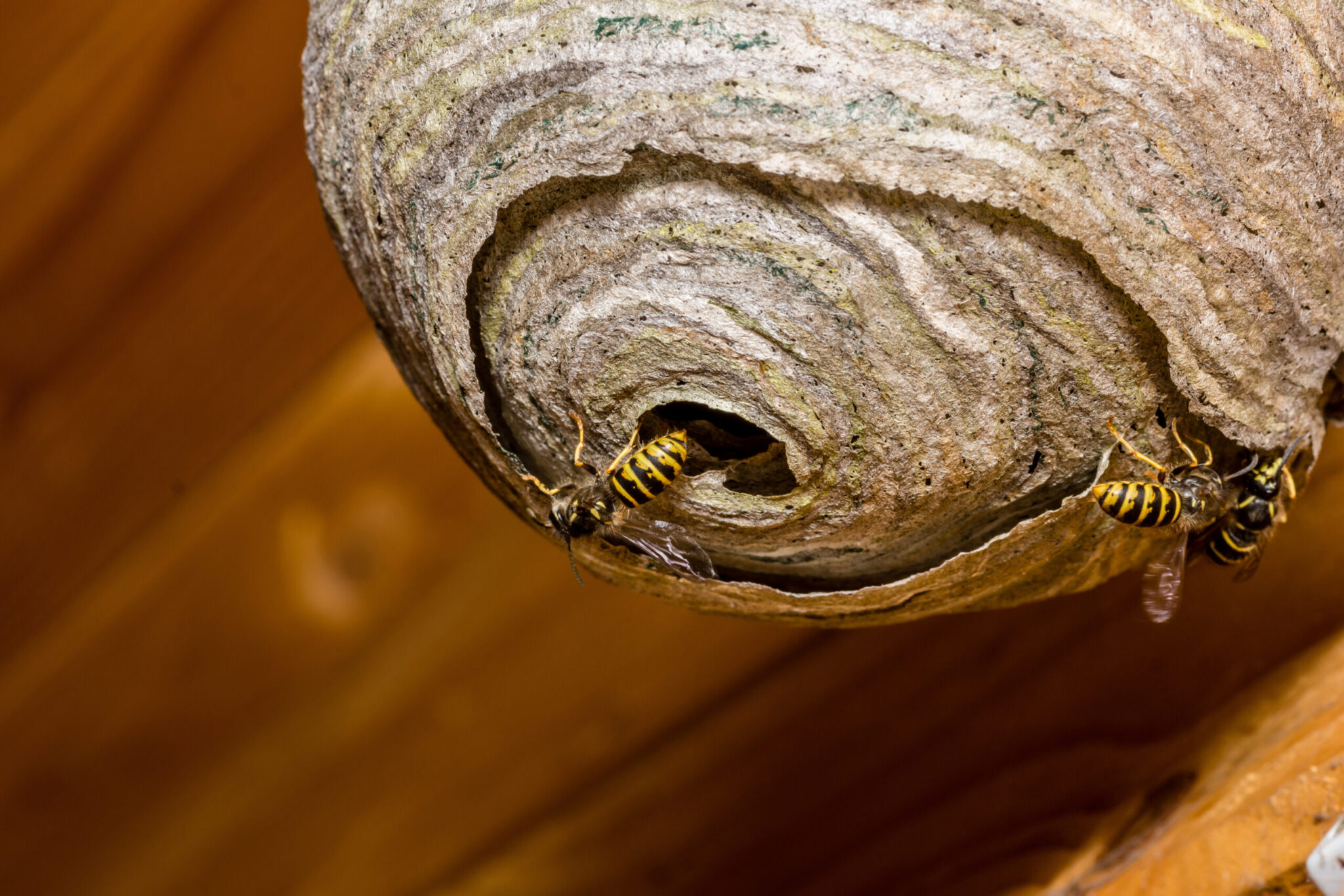 Wasp Nest Removal Surrey