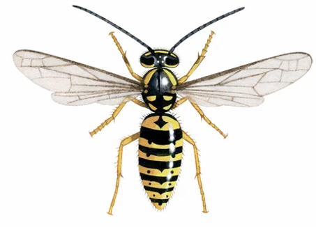 Wasp