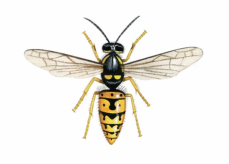 Red-Wasp