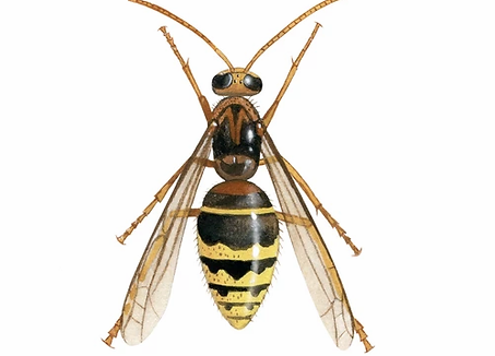 Wasps Destroyed