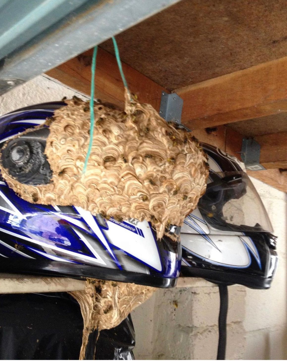 Wasp Nests Experts