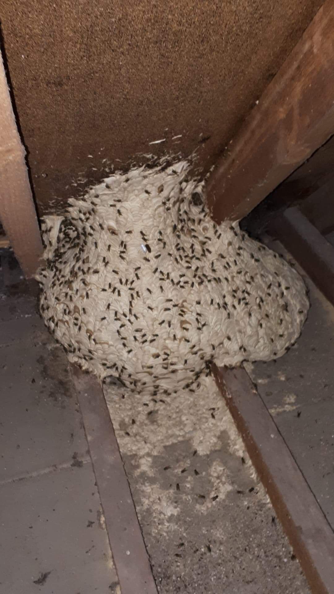 Wasp Control