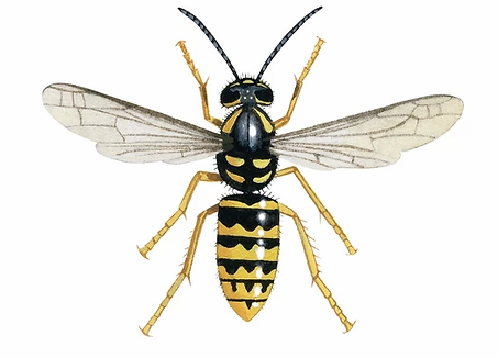 Wasp