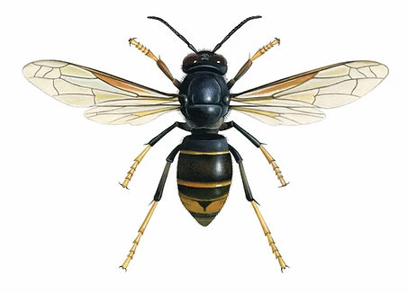 Same Day Pest Control